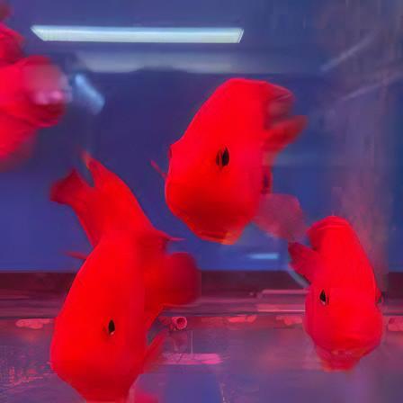 King Kong Red Parrot Fish Hybrid Amphilophus citrinellus Vieja melanurus 10cm - Real Aquatics