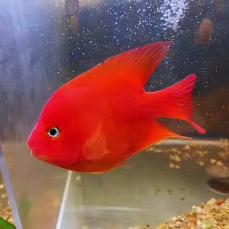 King Kong Red Parrot Fish Hybrid Amphilophus citrinellus Vieja melanurus 5cm - Real Aquatics