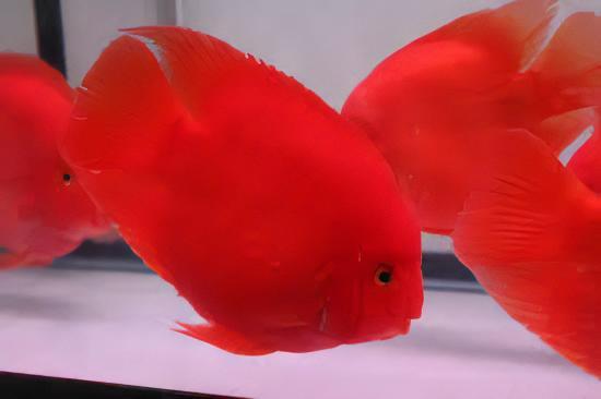 King Kong Red Parrot Fish Hybrid Amphilophus citrinellus Vieja melanurus 10cm - Real Aquatics