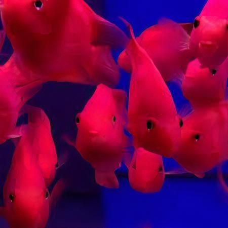 King Kong Red Parrot Fish Hybrid Amphilophus citrinellus Vieja melanurus 5cm - Real Aquatics