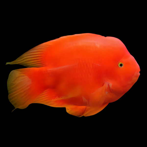 King Kong Yuan Bao Parrot Fish Cichlasoma Sp 15cm - Real Aquatics