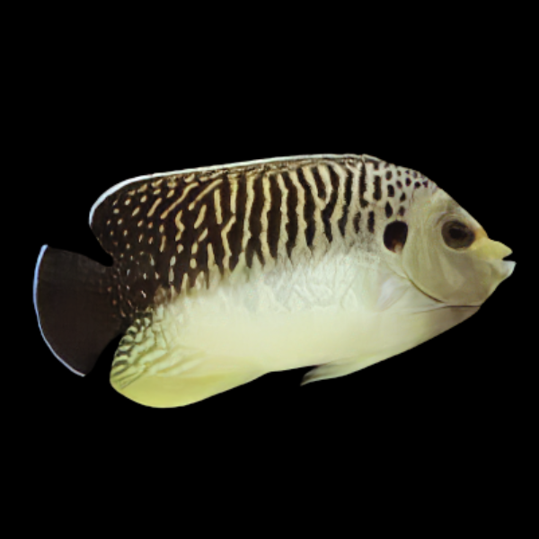 Kingi Angelfish Apolemichthys Kingi - Real Aquatics