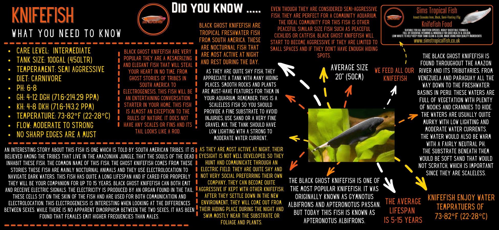 Golden Clown Knife Fish Notopterus Chitala 10cm - Real Aquatics