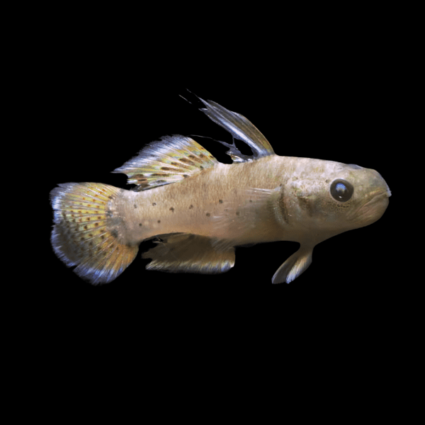 Knight Goby Stigmatogobius Sadanundiocm 5cm - Real Aquatics