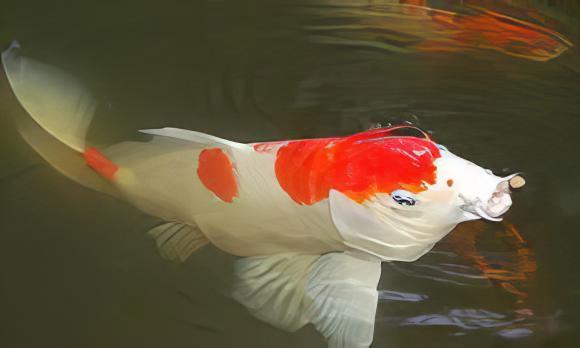 Kohaku Japanese Koi Carp Cyprinus Carpio - Real Aquatics