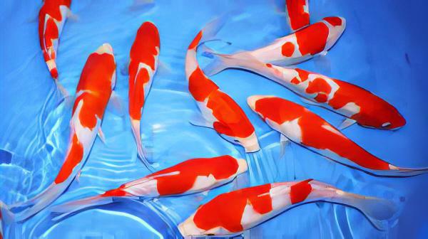Kohaku Japanese Koi Carp Cyprinus Carpio - Real Aquatics
