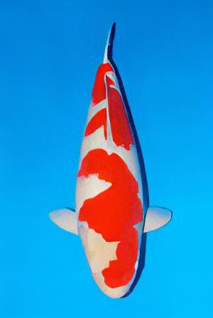 Kohaku Japanese Koi Carp Cyprinus Carpio - Real Aquatics