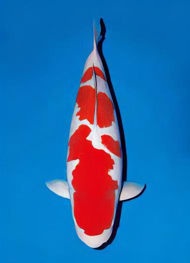 Kohaku Japanese Koi Carp Cyprinus Carpio - Real Aquatics