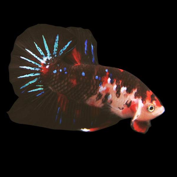 Koi Betta Female Black Base 3cm - Real Aquatics