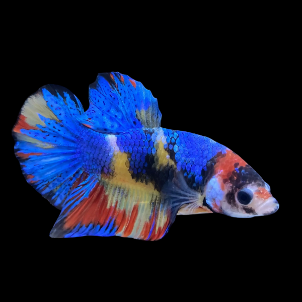 Koi Betta Female Blue Base 3cm - Real Aquatics