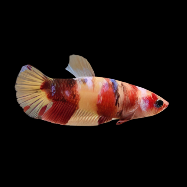 Koi Betta Female Candy 3cm - Real Aquatics