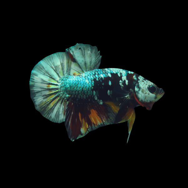 Koi Betta Female Emerald Base 3cm - Real Aquatics