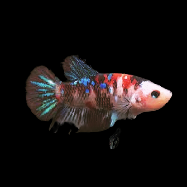 Koi Betta Female Galaxy 3cm - Real Aquatics