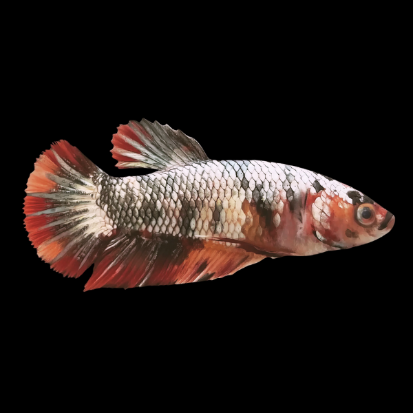 Koi Betta Female Metallic 3cm - Real Aquatics