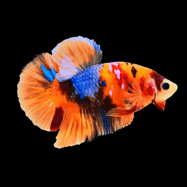 Koi Betta Female Orange Base 3cm - Real Aquatics