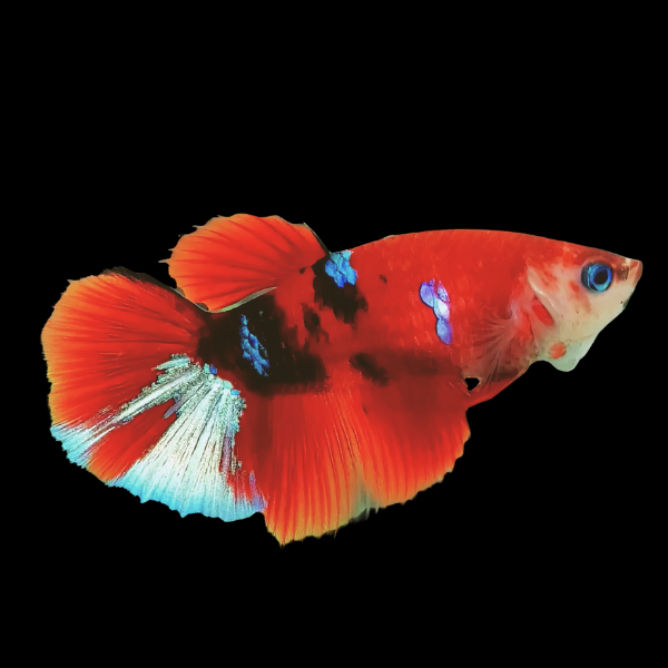 Koi Betta Female Red Base 3cm - Real Aquatics