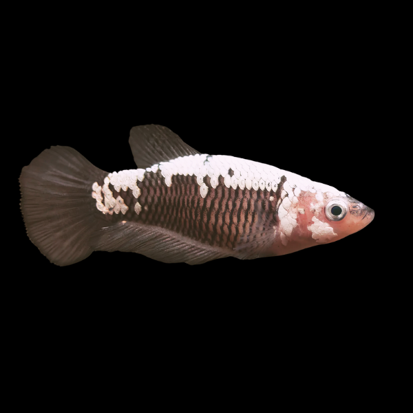 Koi Betta Female Samurai 3cm - Real Aquatics