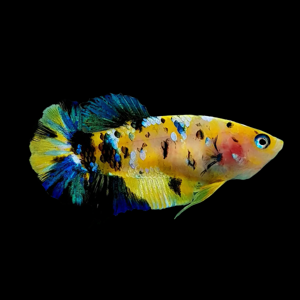 Koi Betta Female Tiger 3cm - Real Aquatics