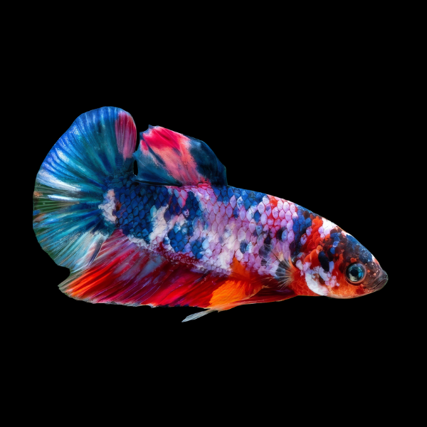 Koi Betta Female Tri Colour 3cm - Real Aquatics