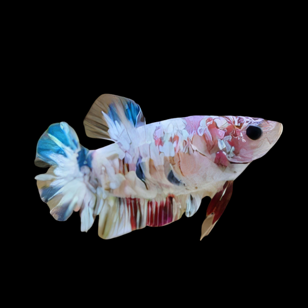 Koi Betta Female White Base 3cm - Real Aquatics