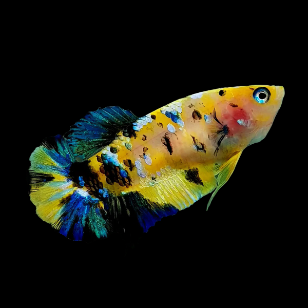 Koi Betta Female Yellow Base 3cm - Real Aquatics