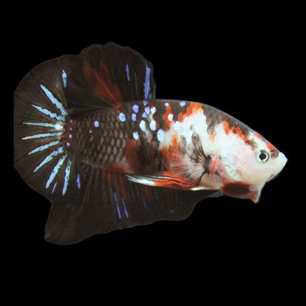 Koi Betta Male Black Base 3cm - Real Aquatics