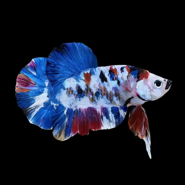 Koi Betta Male Blue Base 3cm - Real Aquatics