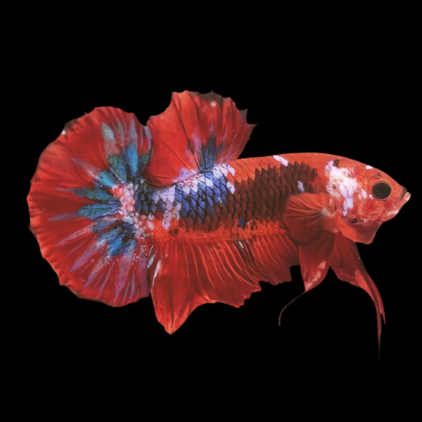 Koi Betta Male Burgundy Base 3cm - Real Aquatics