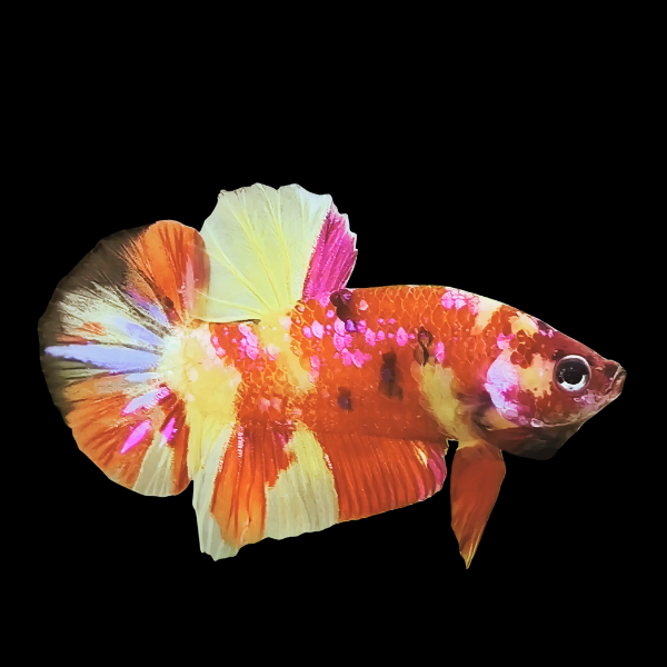 Koi Betta Male Candy 3cm - Real Aquatics