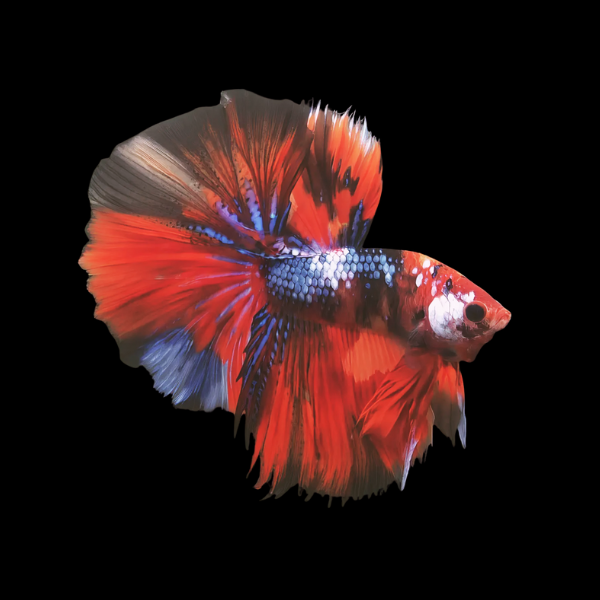 Koi Betta Male Long Fin 3cm - Real Aquatics