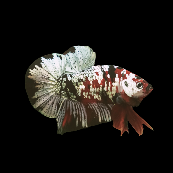 Koi Betta Male Metallic 3cm - Real Aquatics