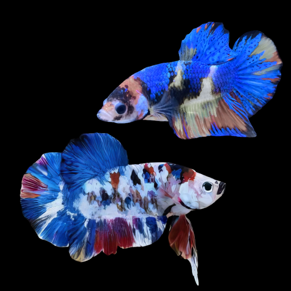 Koi Betta Pair Male & Female Blue Base 3cm - Real Aquatics
