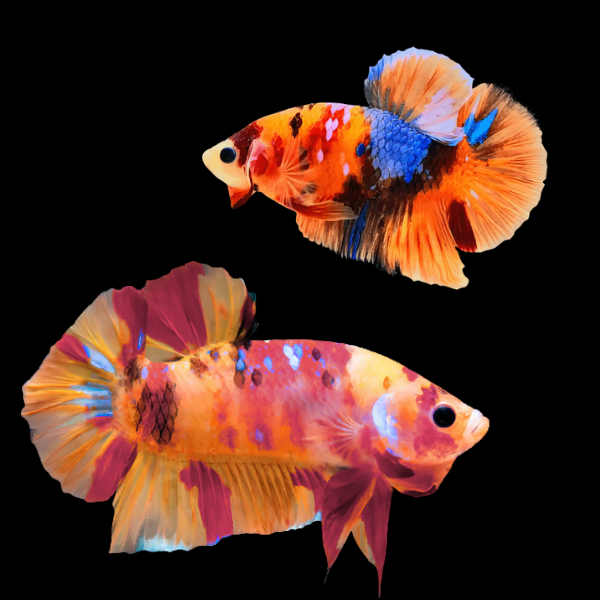 Koi Betta Pair Male & Female Orange Base 3cm - Real Aquatics