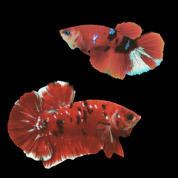 Koi Betta Pair Male & Female Red Base 3cm - Real Aquatics