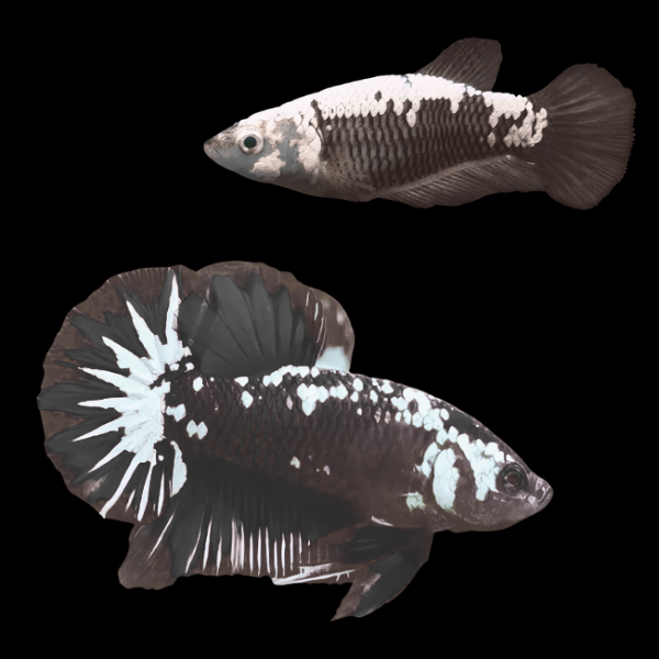 Koi Betta Pair Male & Female Samurai 3cm - Real Aquatics
