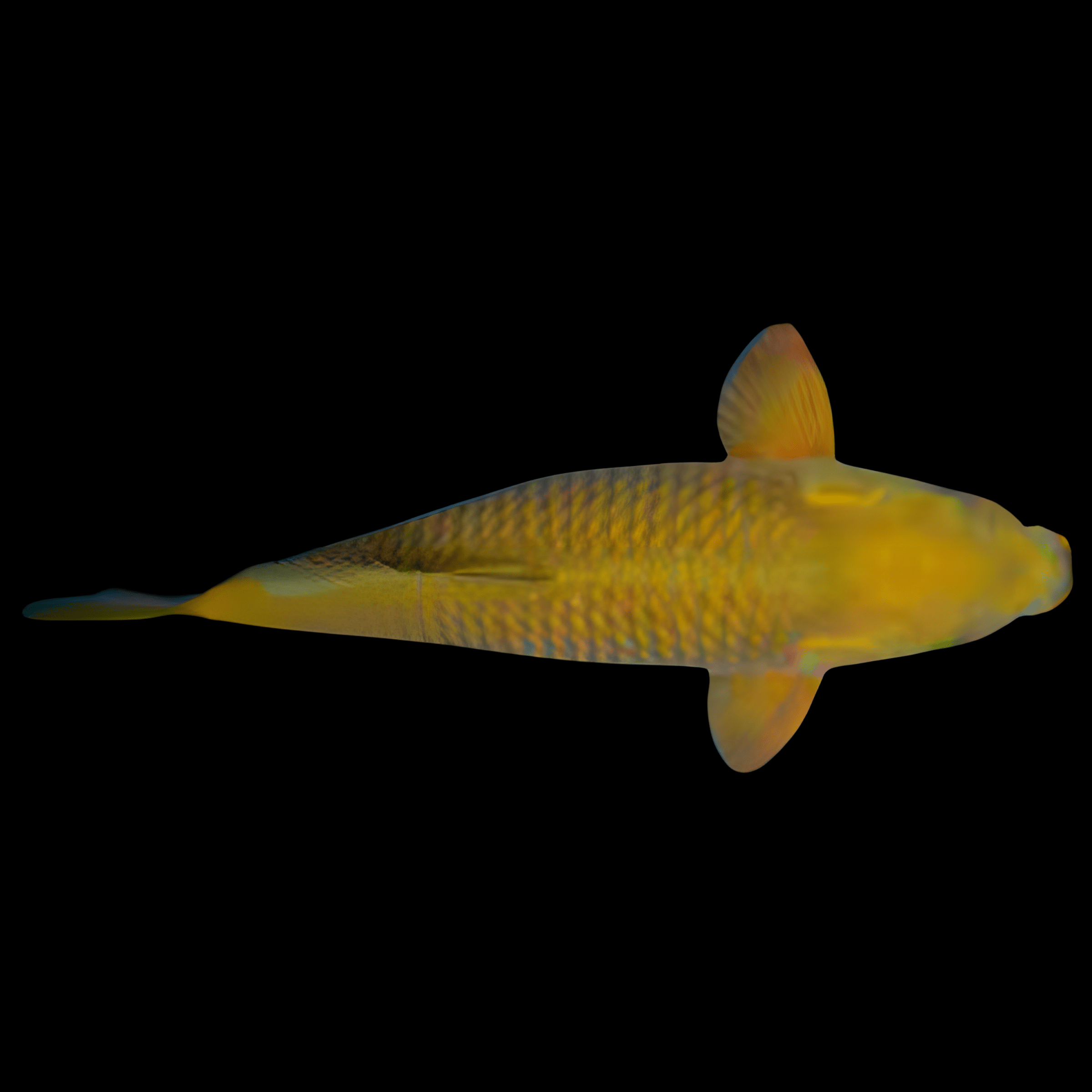 Chagoi Classic Koi Carp Cyprinus Carpio