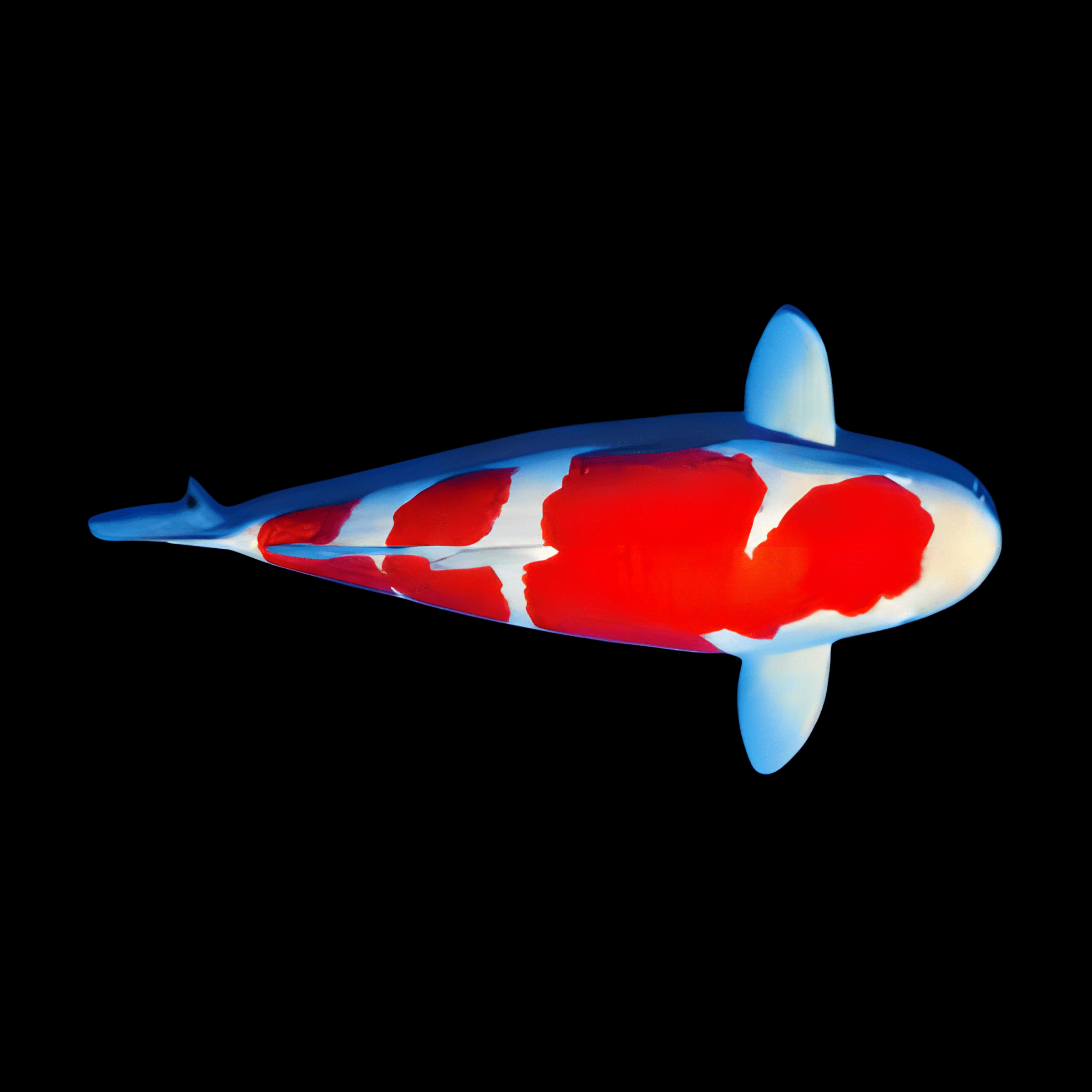 Kohaku Grade A Koi Carp Cyprinus Carpio - Real Aquatics