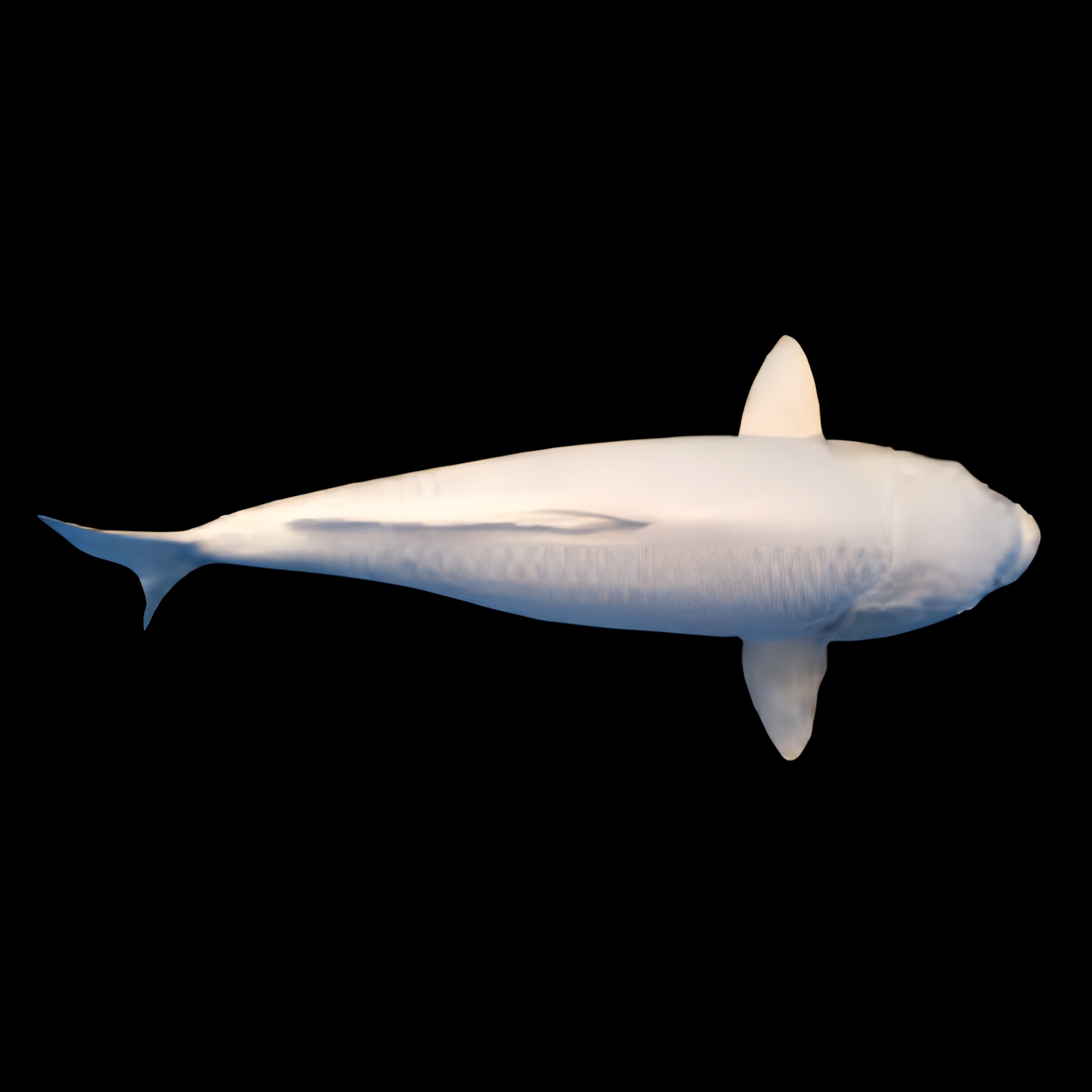 Platinum Japanese Koi Carp Cyprinus Carpio - Real Aquatics