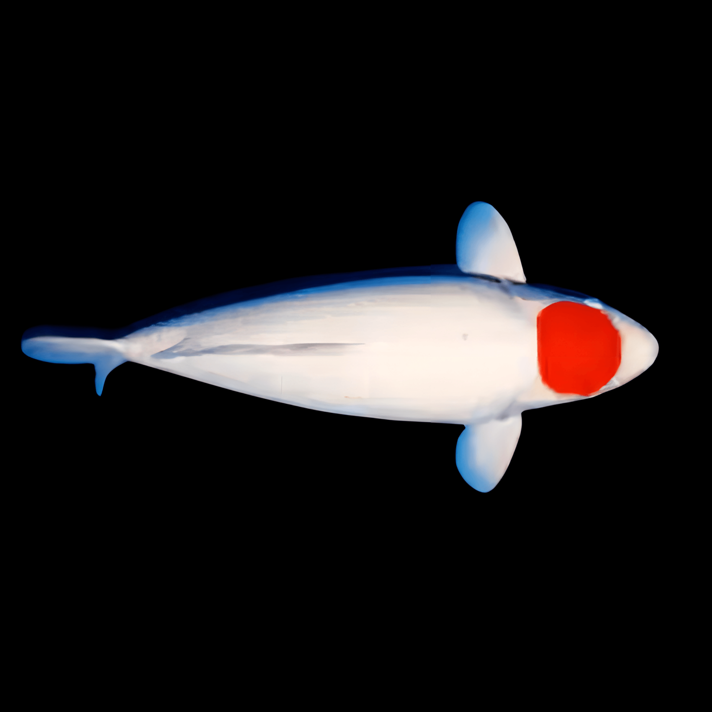 Tancho Grade A Koi Carp Cyprinus Carpio - Real Aquatics