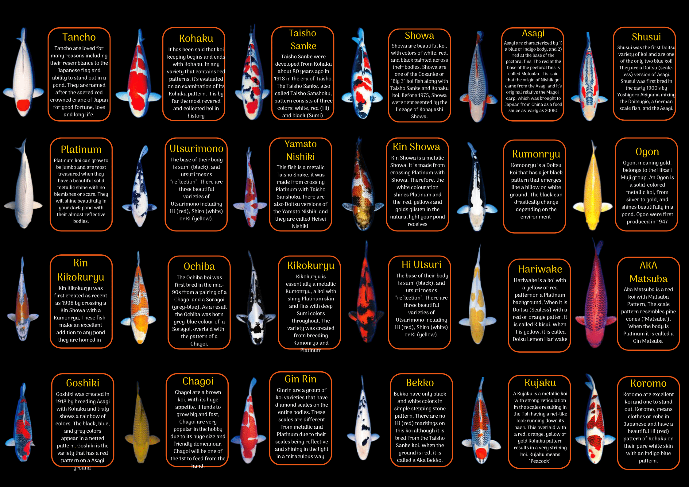 Yamabuki Grade A Koi Carp Cyprinus Carpio - Real Aquatics