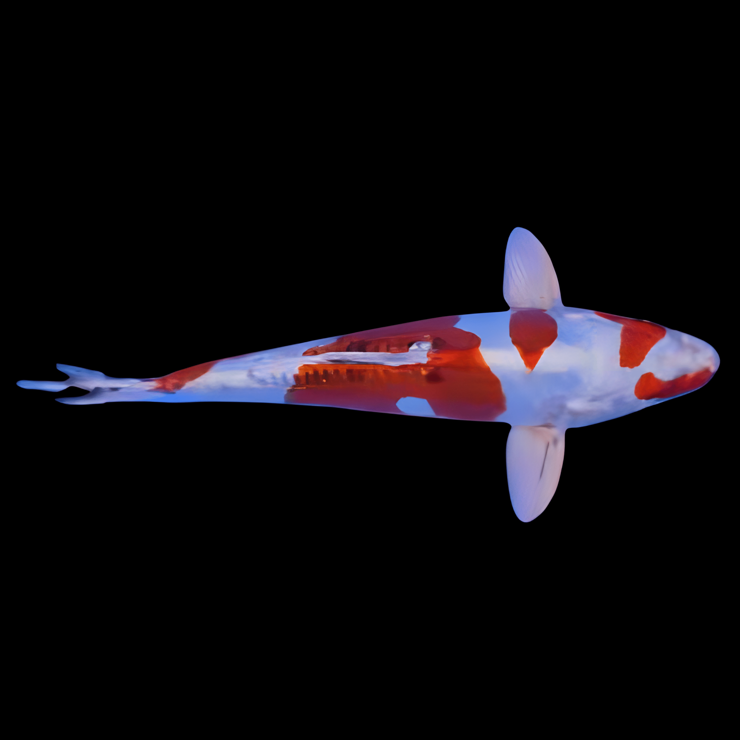 Yamato Nishiki Japanese Koi Carp Cyprinus Carpio - Real Aquatics