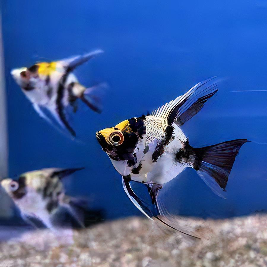 Koi Angelfish Pterophyllum Scalare - Real Aquatics