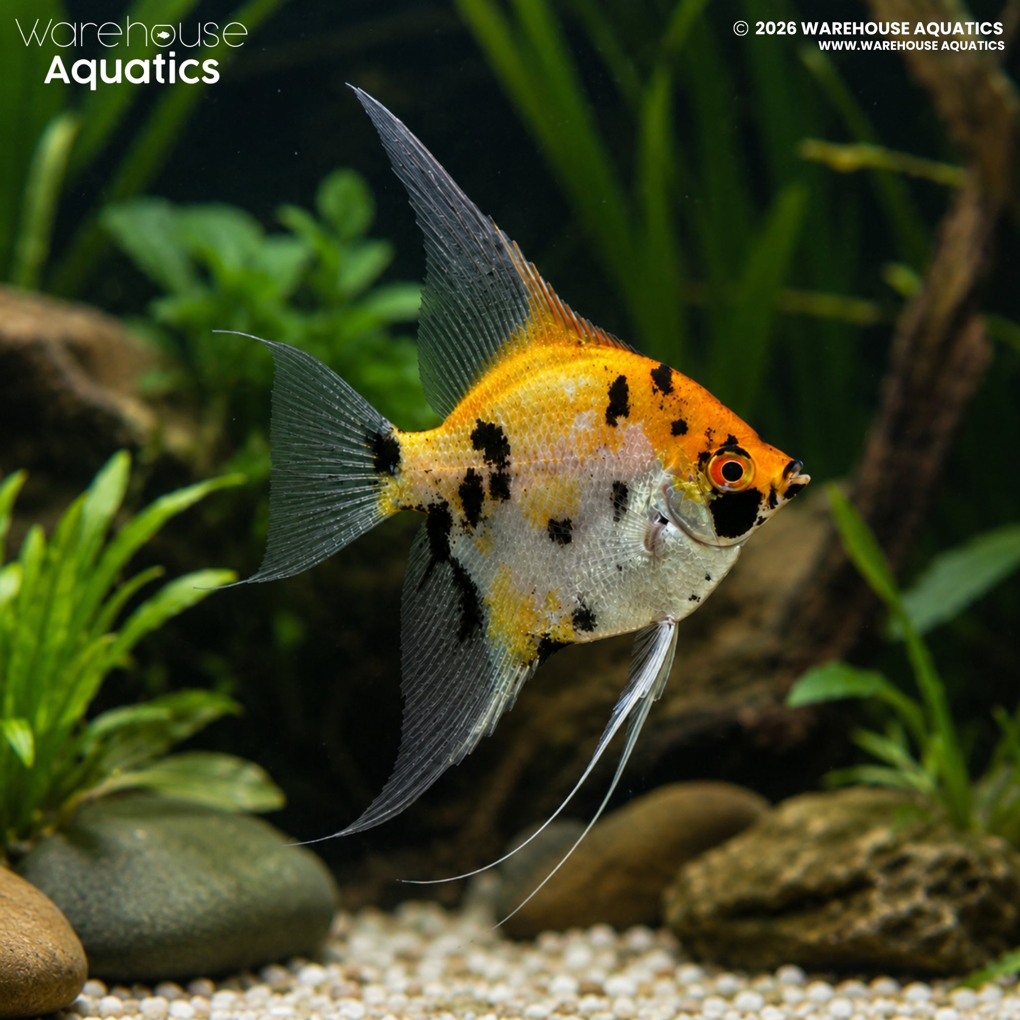 Koi Angelfish (Pterophyllum scalare)