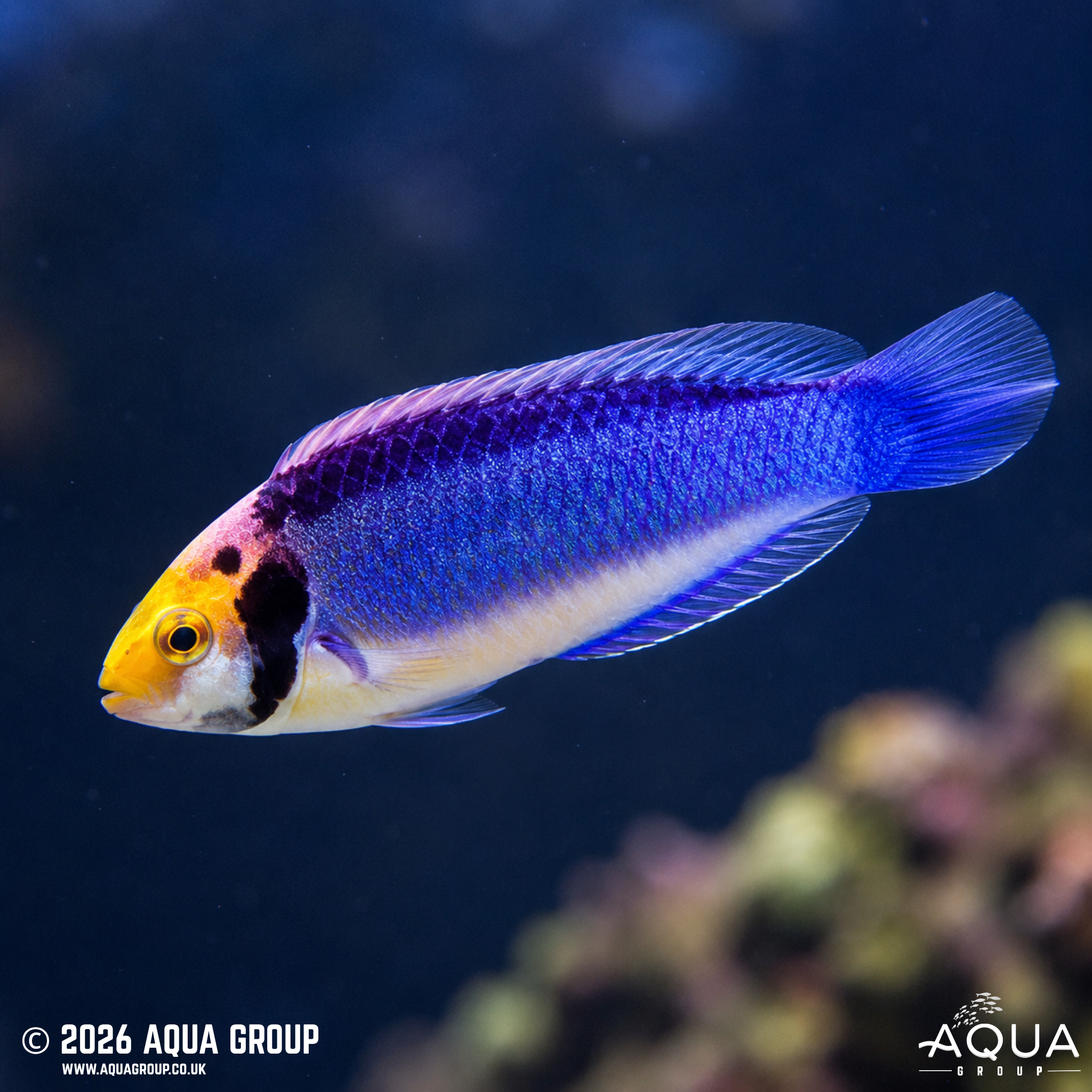 Solorensis Fairy Wrasse (Cirrhilabrus solorensis)