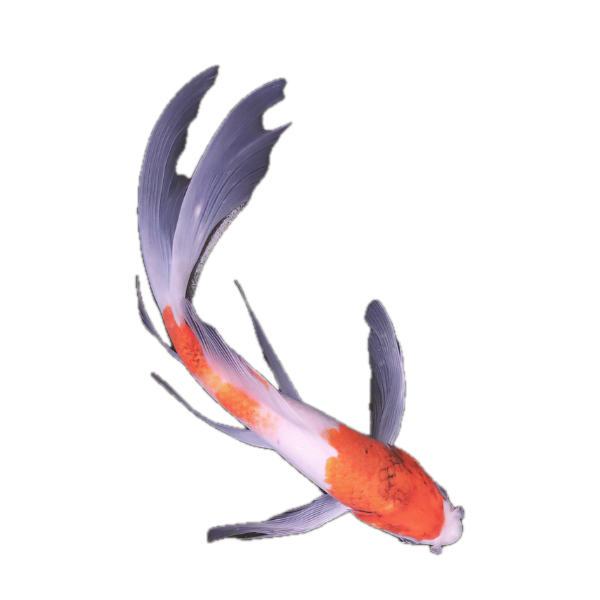 Koromo Butterfly Grade A Koi Carp Cyprinus Carpio - Real Aquatics
