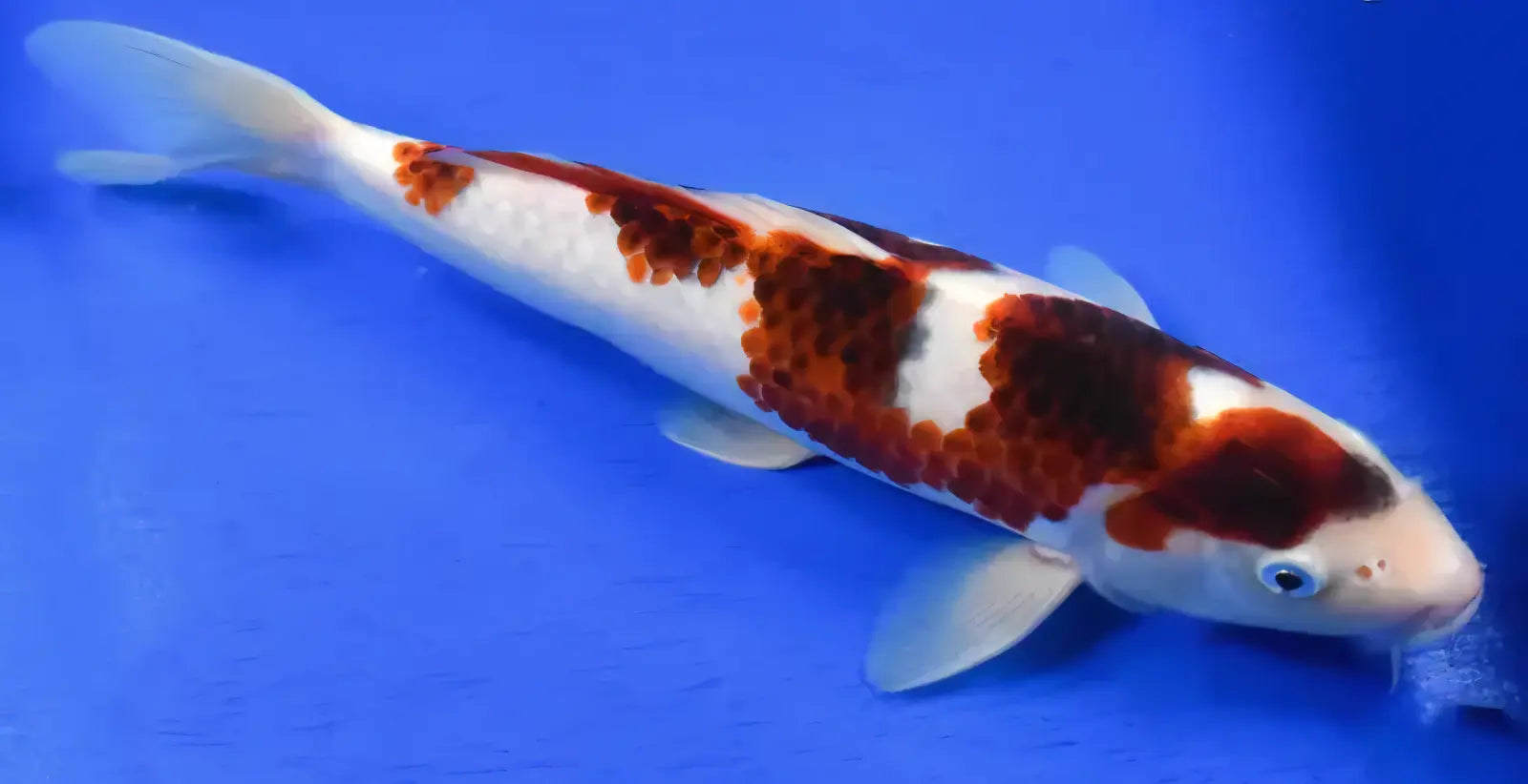 Koromo Japanese Koi Carp Cyprinus Carpio - Real Aquatics