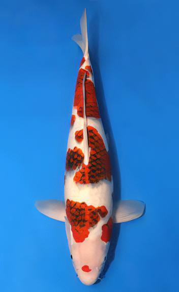 Koromo Japanese Koi Carp Cyprinus Carpio - Real Aquatics