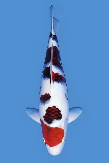 Koromo Japanese Koi Carp Cyprinus Carpio - Real Aquatics