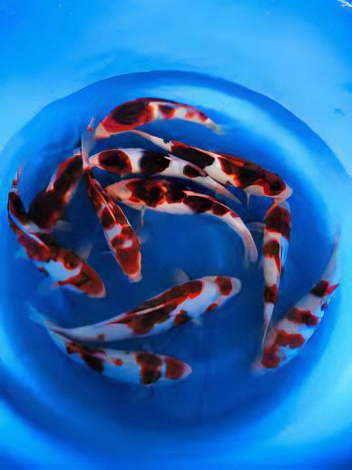 Koromo Japanese Koi Carp Cyprinus Carpio - Real Aquatics