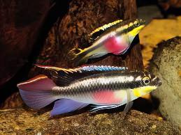 Kribensis Cichlid Pelvicachromis Pulcher 4cm - Real Aquatics